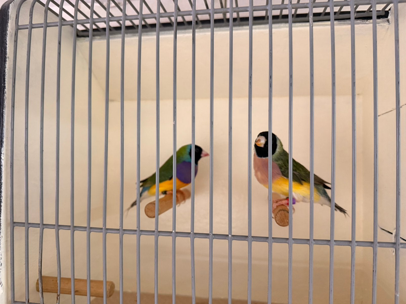 Koppel gouldamadine zwartkop paarsborst xzwartkop paarsborst, Meerdere dieren, Tropenvogel, Geringd