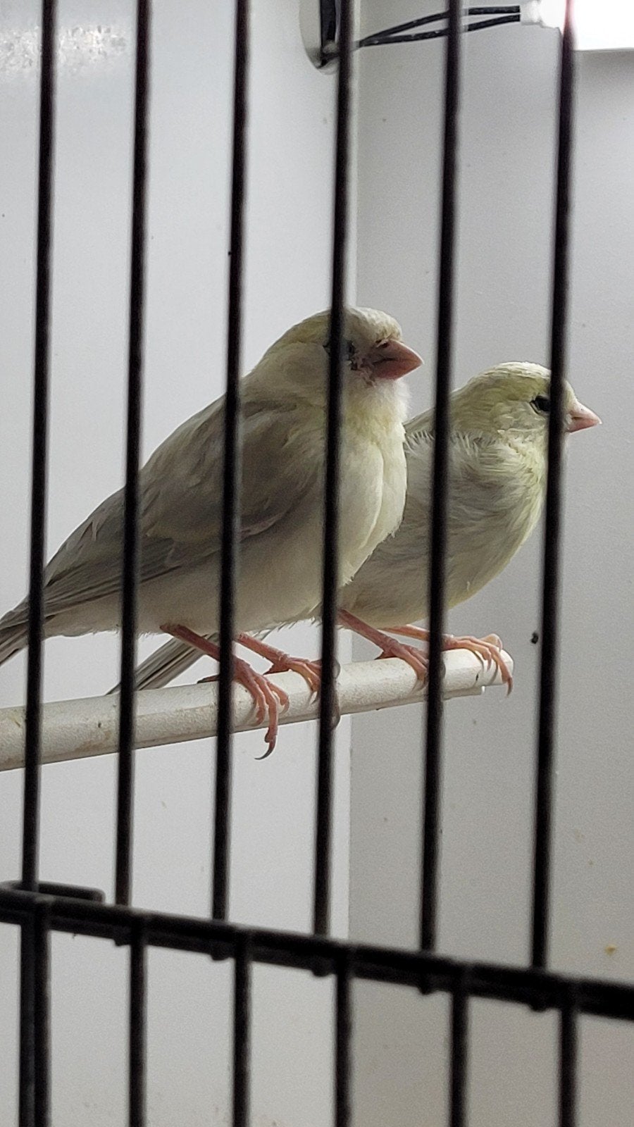 2 mooie jonge kanaries., Dieren en Toebehoren, Geslacht onbekend, Tropenvogel