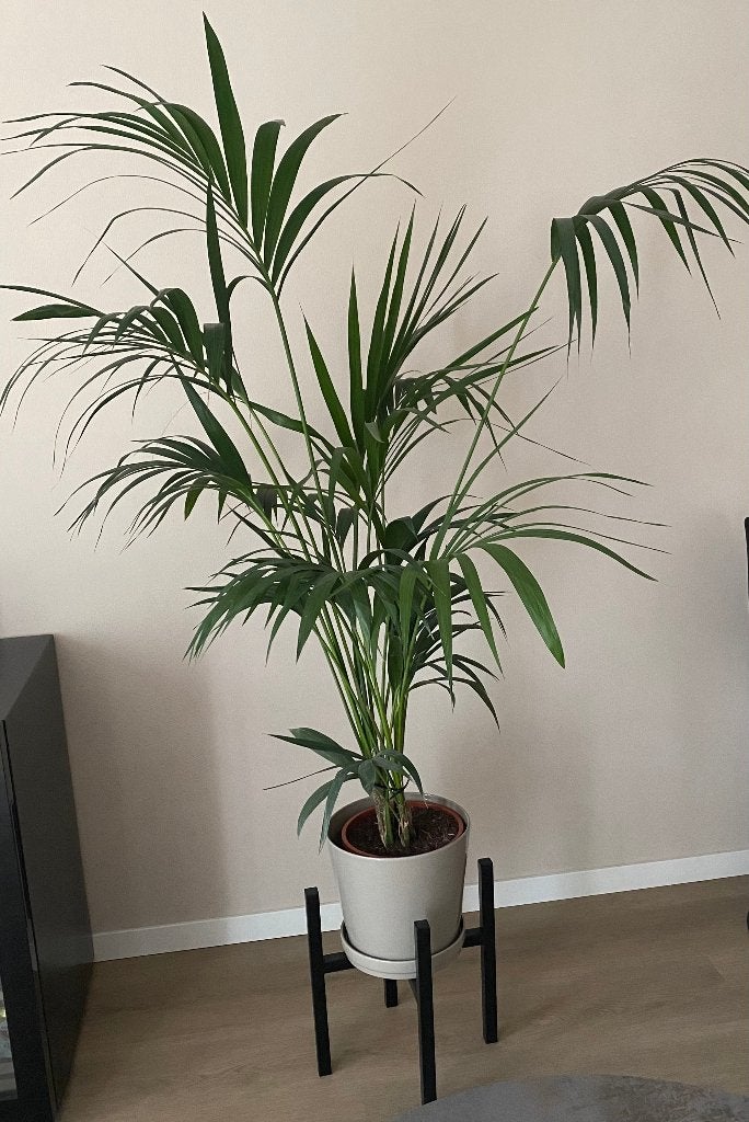 Areca goudpalm plant, Huis en Inrichting, Ophalen, Palm, Halfschaduw, In pot
