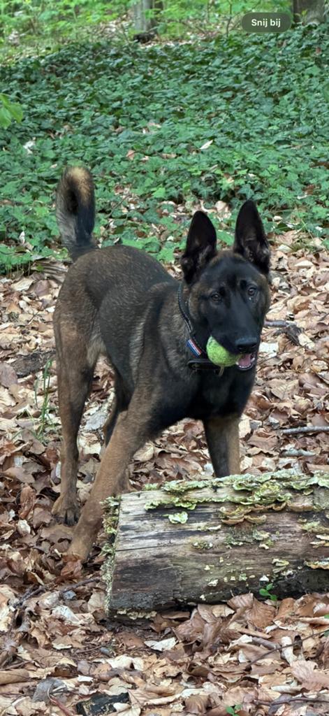 Mooie Mechelse herder teef 7 maand, Dieren en Toebehoren, Honden | Herdershonden en Veedrijvers, 15 weken tot 1 jaar, CDV (hondenziekte)