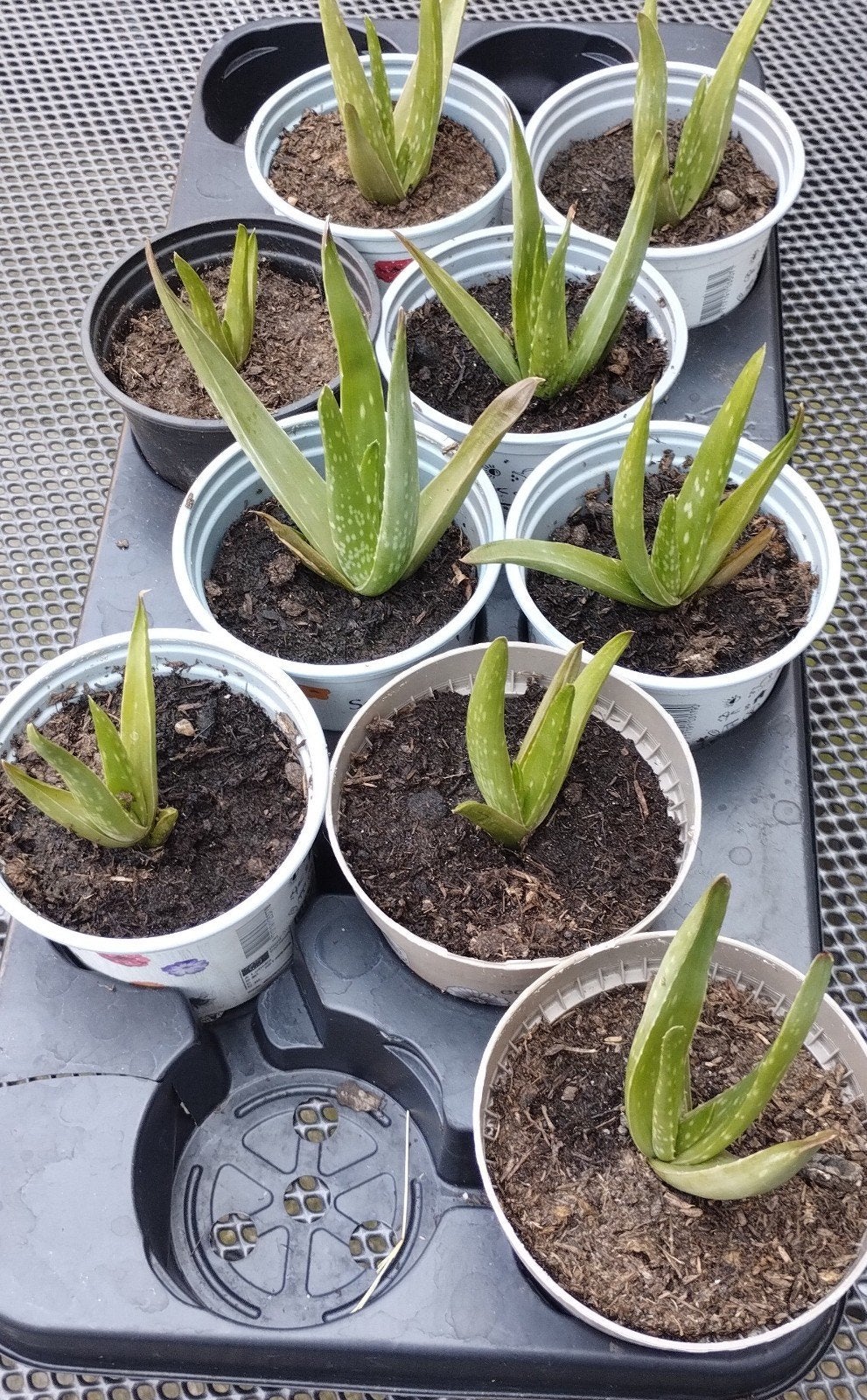 Aloë Vera planten, Huis en Inrichting, Kamerplanten, Ophalen, Vetplant, Minder dan 100 cm, Volle zon