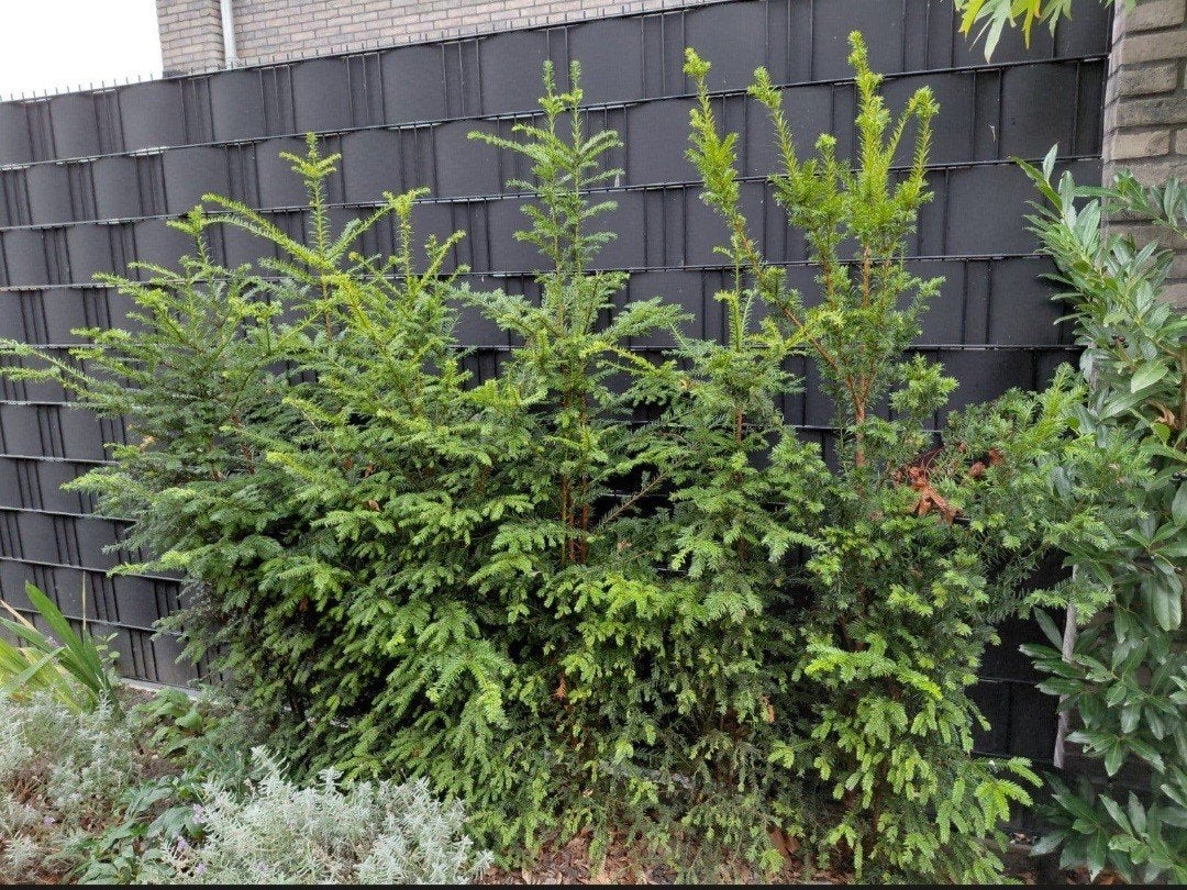 Taxus x7 van 1,7 meter hoog, Ophalen, Bloeit niet, Overige soorten, Volle zon