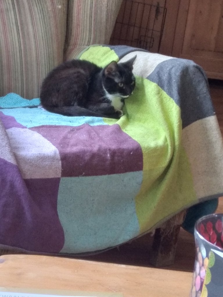 Lief poesje zoekt een nieuw huis, Dieren en Toebehoren, Katten en Kittens | Overige Katten, Poes, Kortharig, 0 tot 2 jaar