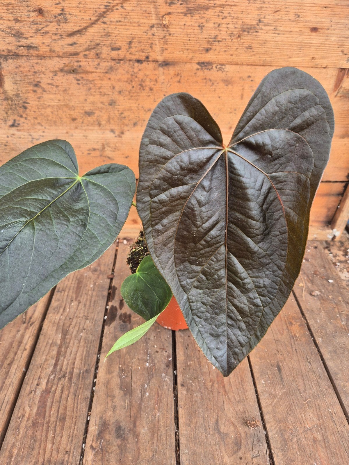 Anthurium Queen of Hearts p12 (2), Ophalen of Verzenden, Halfschaduw, Minder dan 100 cm
