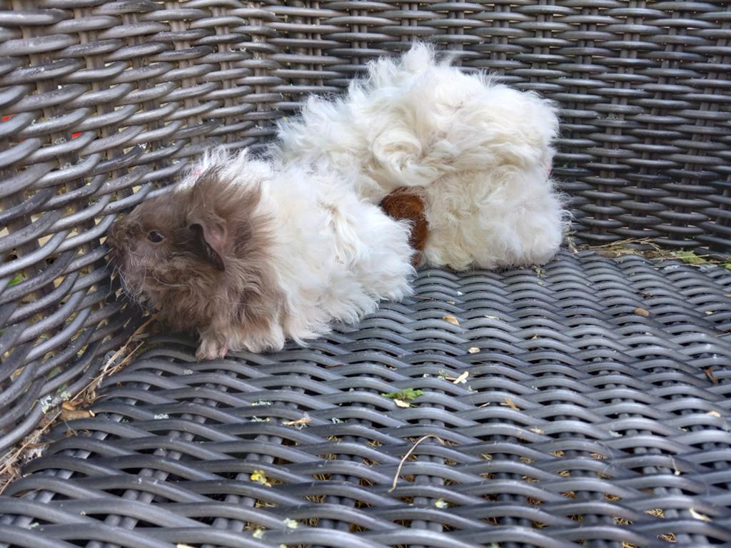 Lunkarya beertjes, Dieren en Toebehoren, April, Mannelijk, Cavia