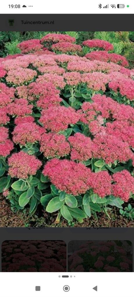 Jonge sleutelbloem sedum plantjes, Ophalen, Eenjarig, Groenteplanten, Volle zon