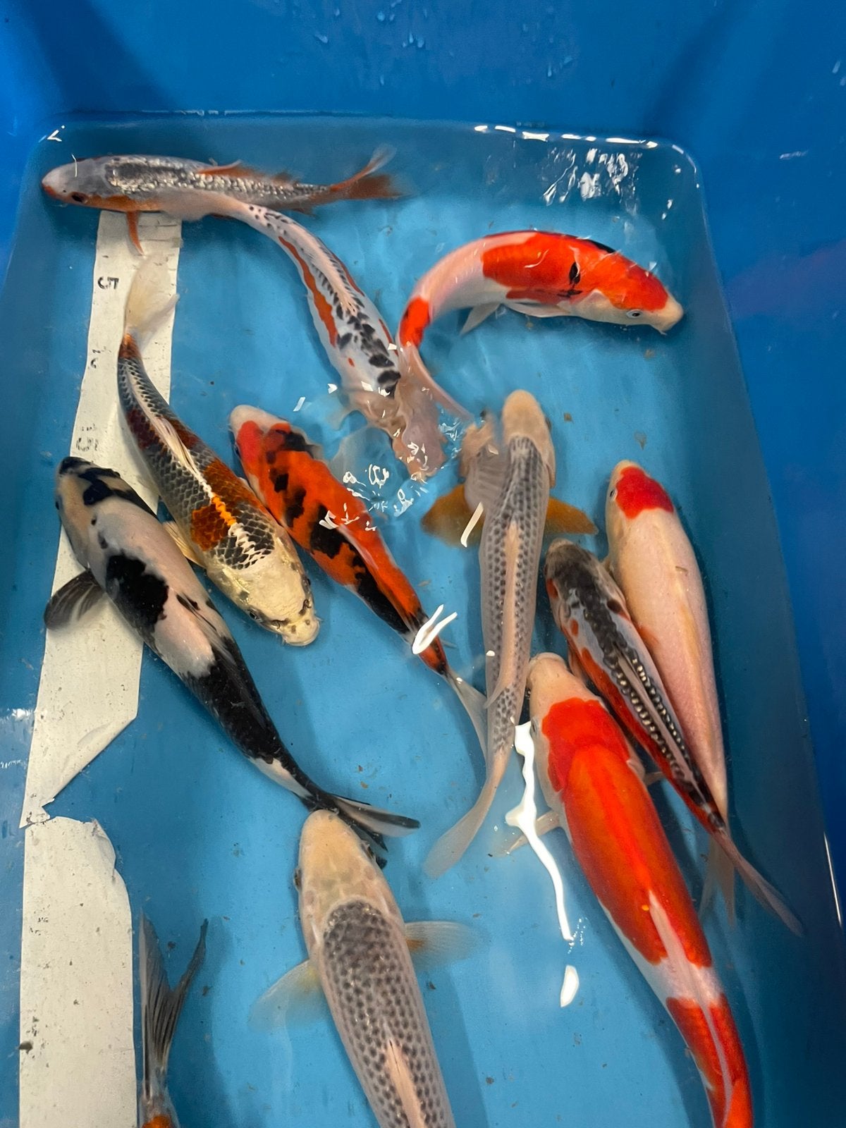 Zeer mooie japanse mix, Dieren en Toebehoren, Karper of Koi