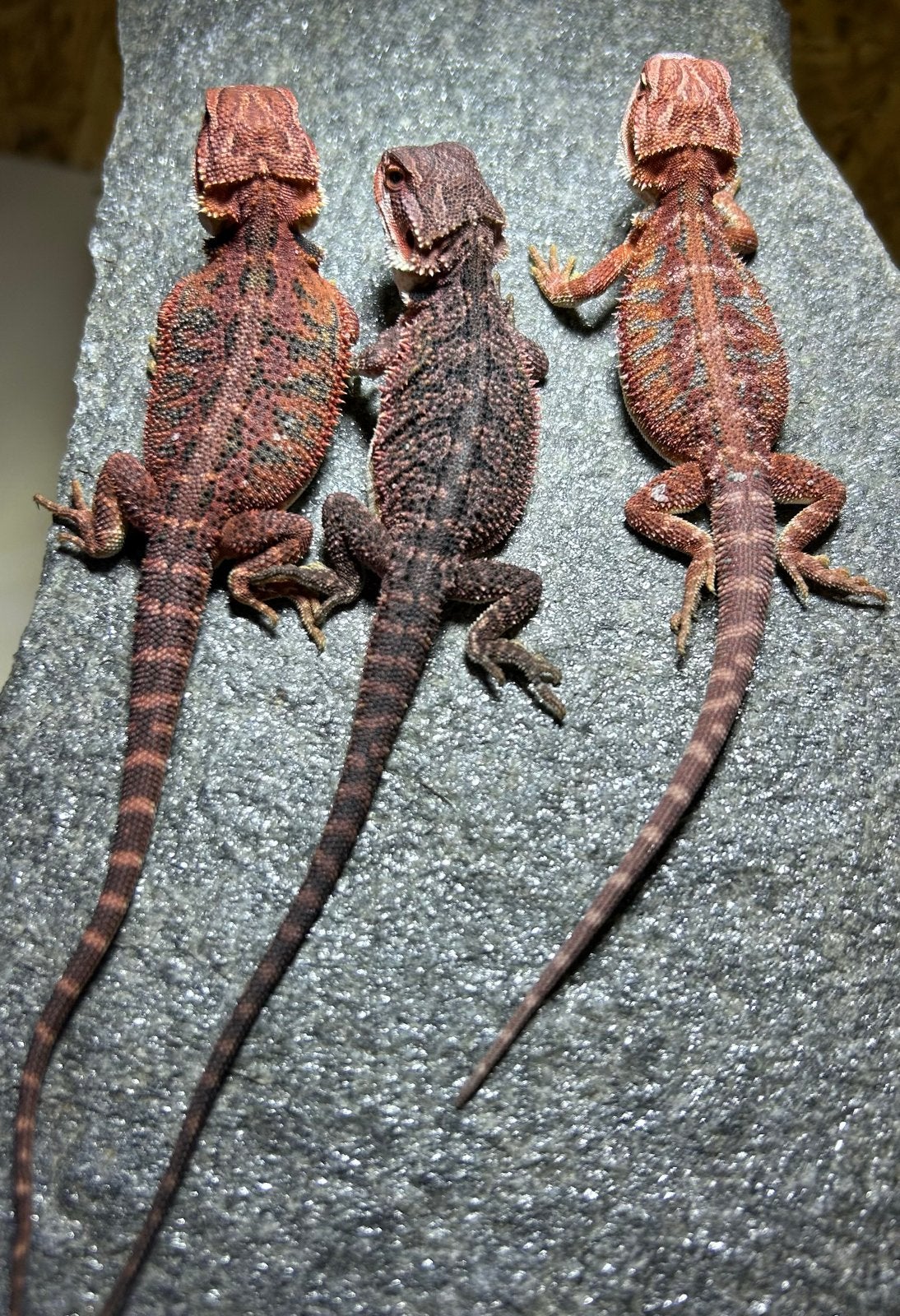 Baardagaam, jonge baardagamen Bearded Dragon photo 2