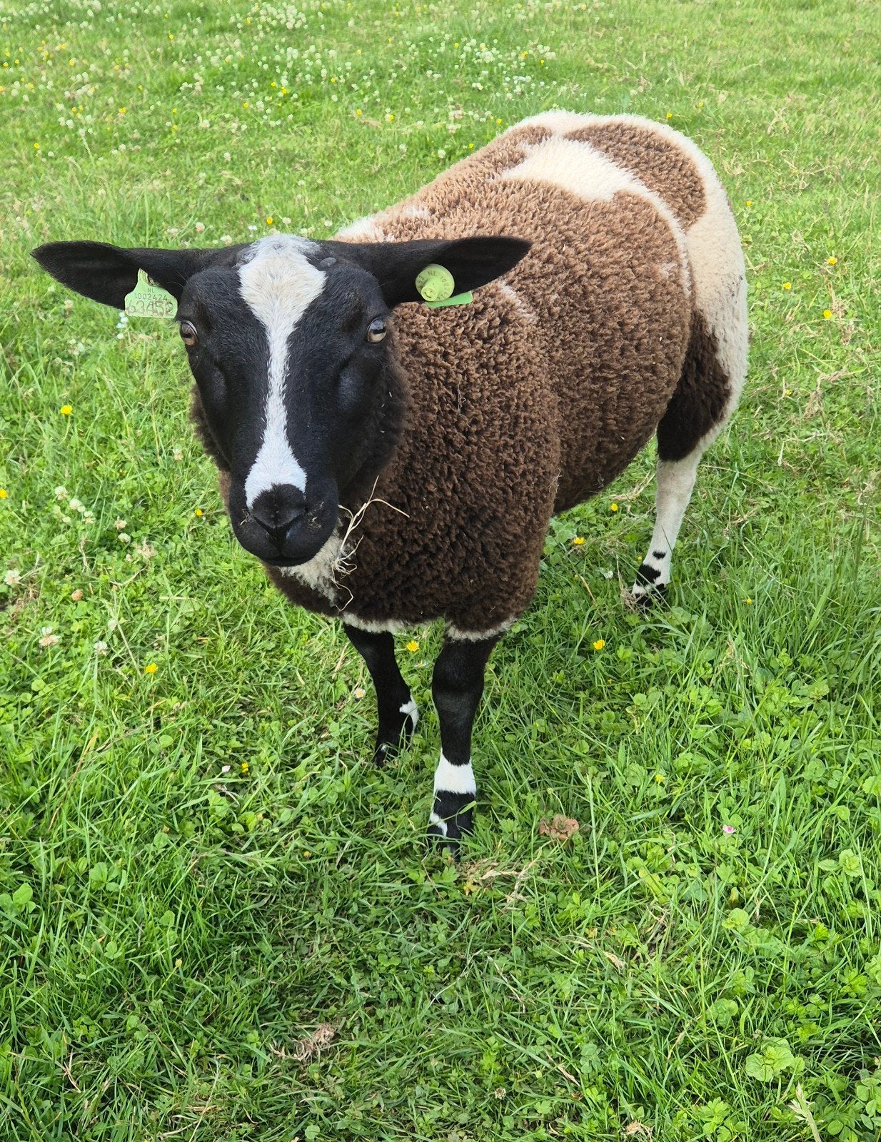 Bonte ram, Mannelijk, Schaap, 0 tot 2 jaar