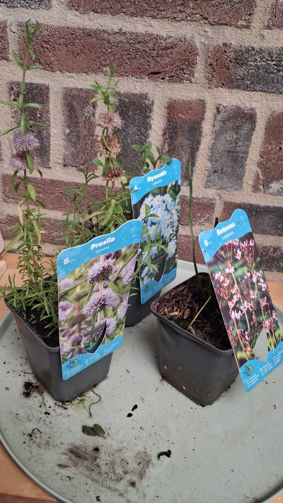 Gratis waterplanten, Ophalen, Minder dan 100 cm, Overige soorten, Zomer