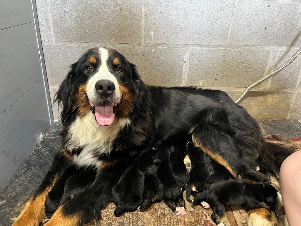 Berner sennen pups, Dieren en Toebehoren, België, Fokker | Hobbymatig, Parvo, Meerdere