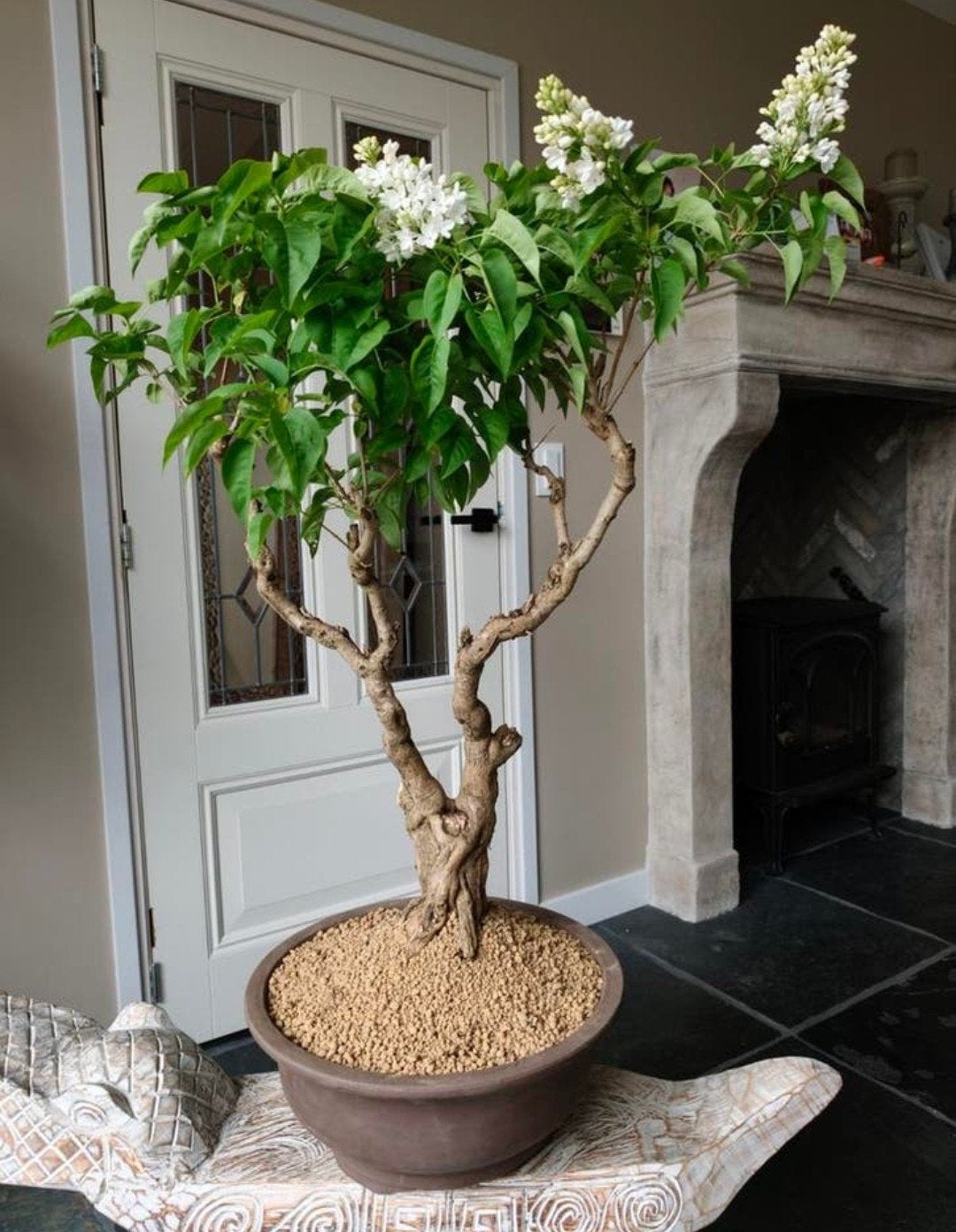 Sering Vulgaris bonsai 80cm, Tuin en Terras, Planten | Bomen, Ophalen, Bloeit niet, Halfschaduw, Overige soorten
