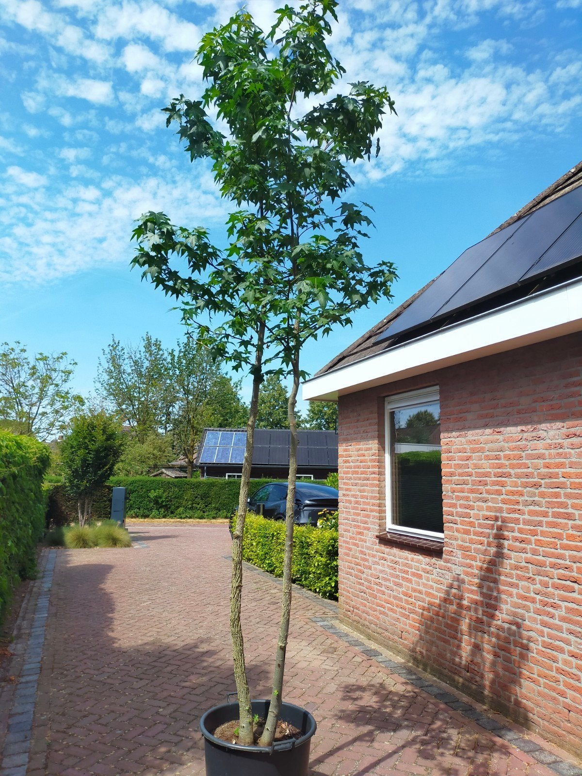 Amberboom duostam, Bloeit niet, Overige soorten, 250 tot 400 cm, Ophalen