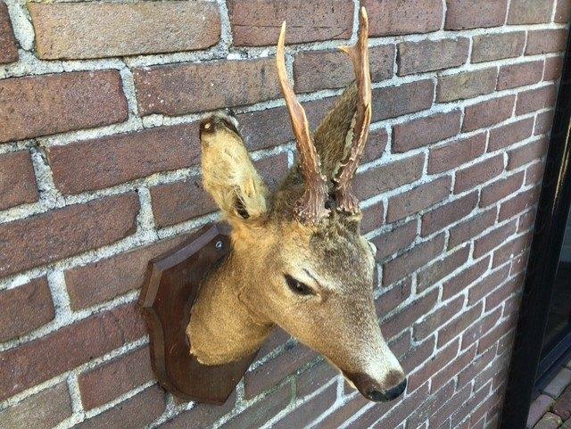 Mooi opgezet reekopje 2, Verzamelen, Dierenverzamelingen, Ophalen of Verzenden, Zo goed als nieuw, Hert, Opgezet dier