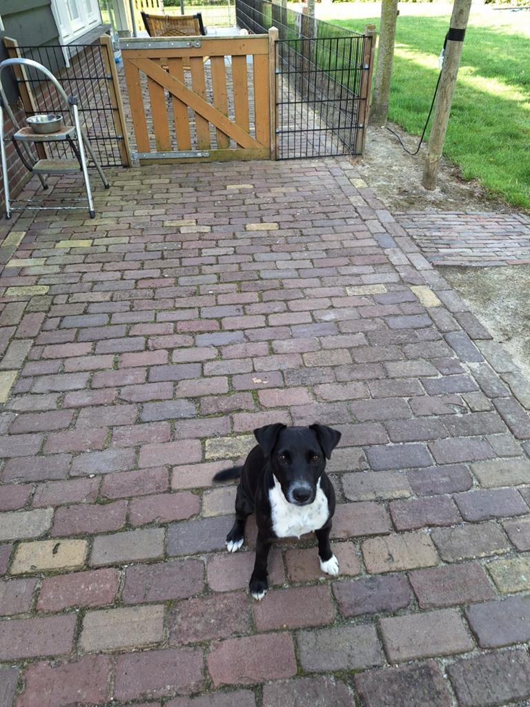 parsonrussel x paterdale, Dieren en Toebehoren, Honden | Jack Russells en Terriërs, 6 jaar of ouder, Overige rassen, Teef, Eén hond