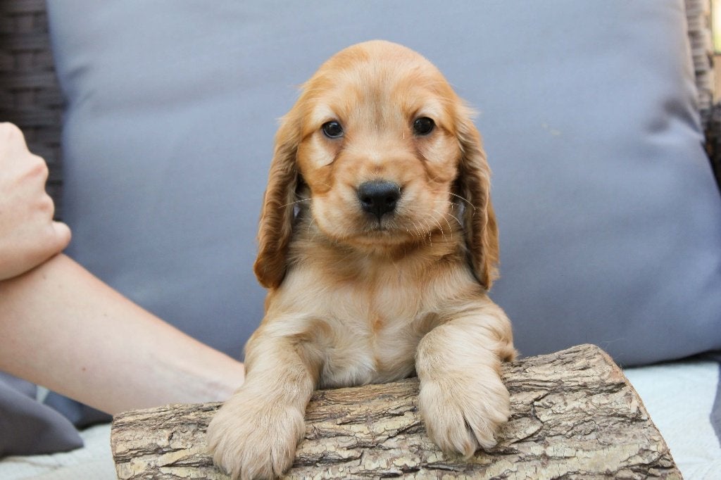 engelse cocker spaniel pups met stamboom, Dieren en Toebehoren, Honden | Retrievers, Spaniëls en Waterhonden, 8 tot 15 weken, Meerdere
