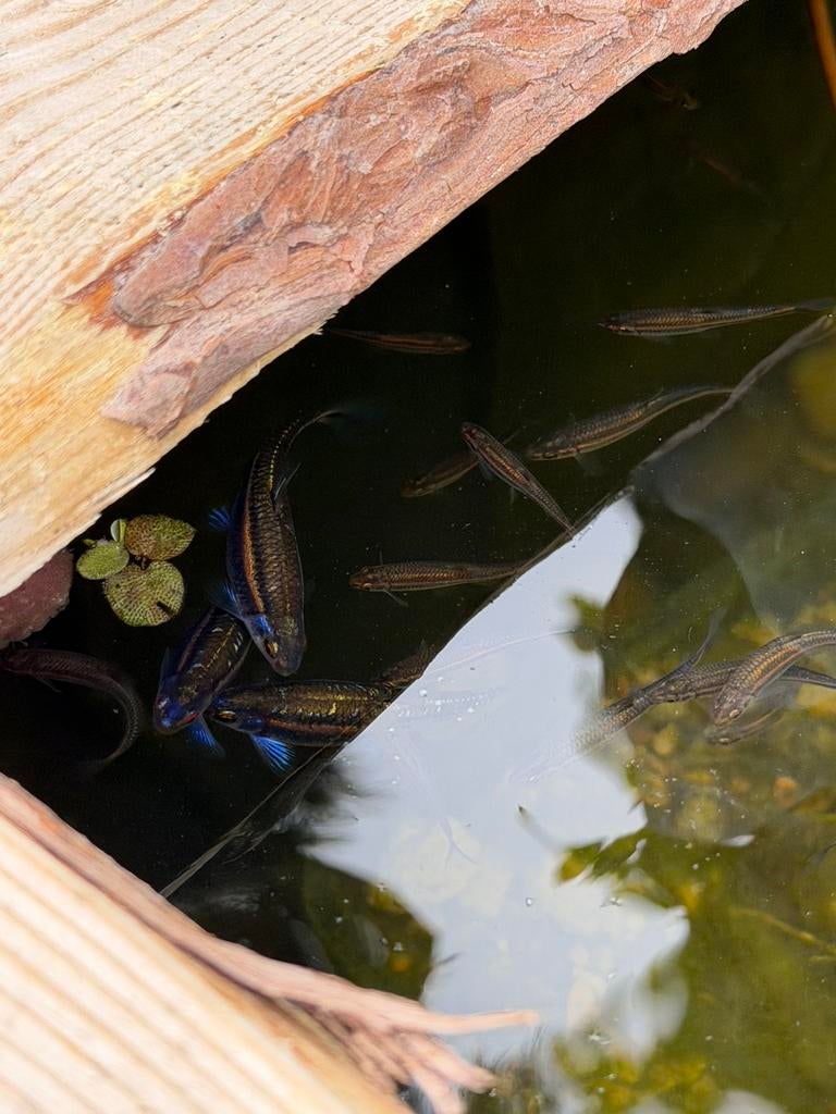 Rainbow shiners & yellowfin shiners & redface shiners, Tuin en Terras, Vijvers, Ophalen, Nieuw