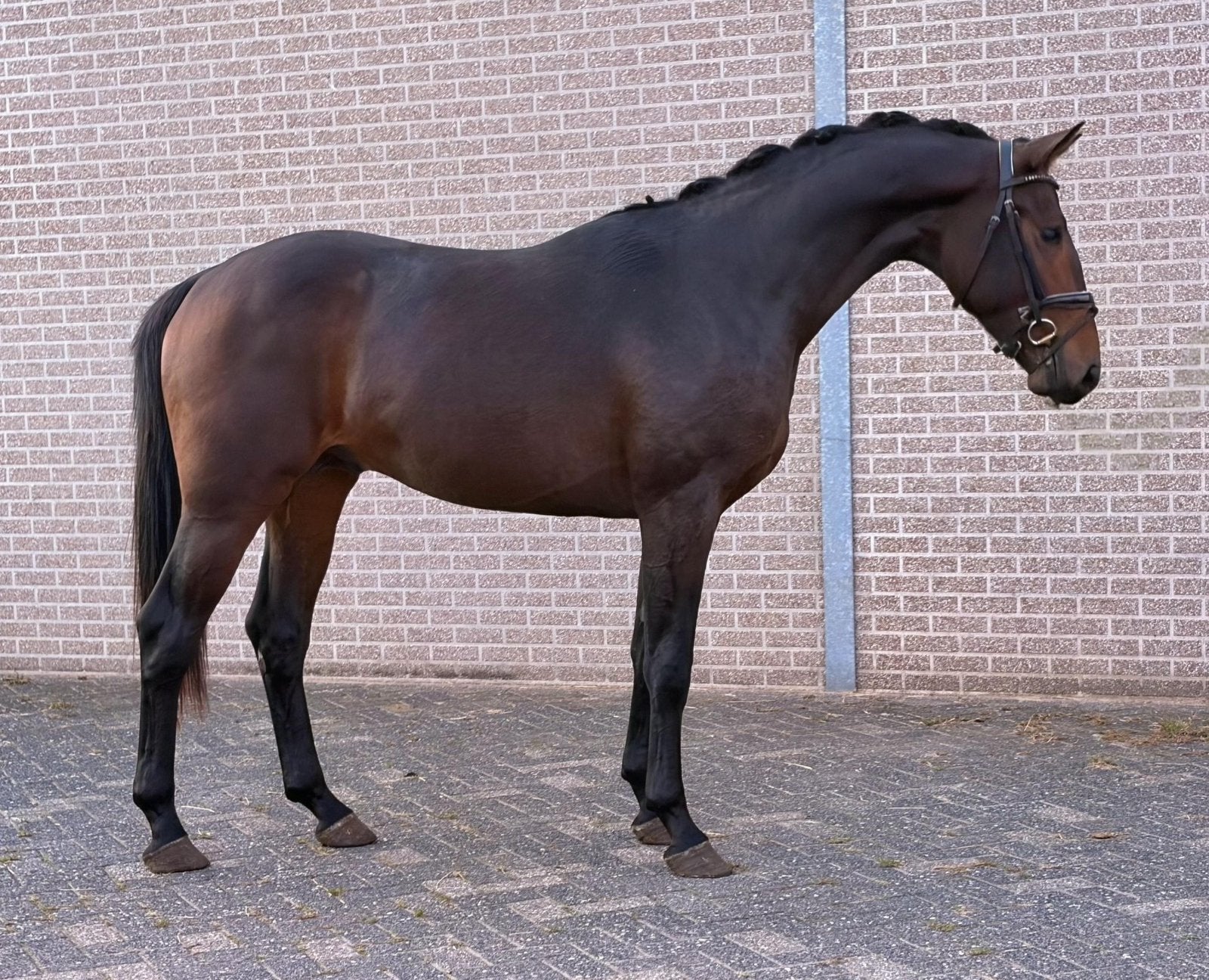 Kwaliteitsvolle 2,5 jarige hengst | Vitalos x Glamourdale, Hengst, Onbeleerd, Dressuurpaard, 0 tot 2 jaar