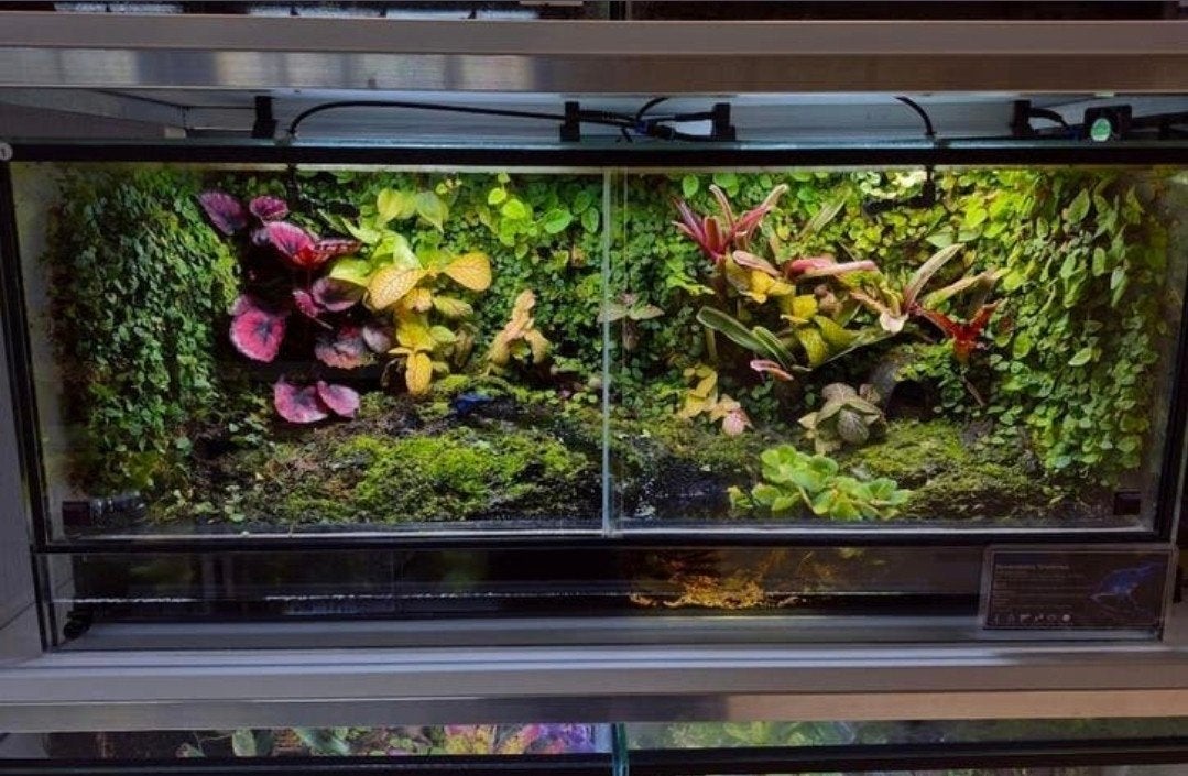 Paludarium Plantenmix - Bloeiers & Zeldzaam (uit 30+ bakken), Ophalen of Verzenden, Nieuw, Tak, Plant, Rots of Steen