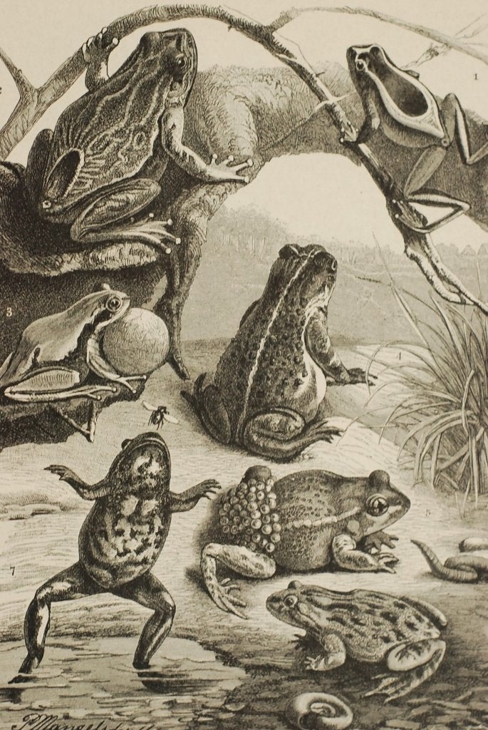 Kikkers - Originele antieke illustratie uit 1817, Verzamelen, Verzenden, Zo goed als nieuw, Voor 1940, Dier