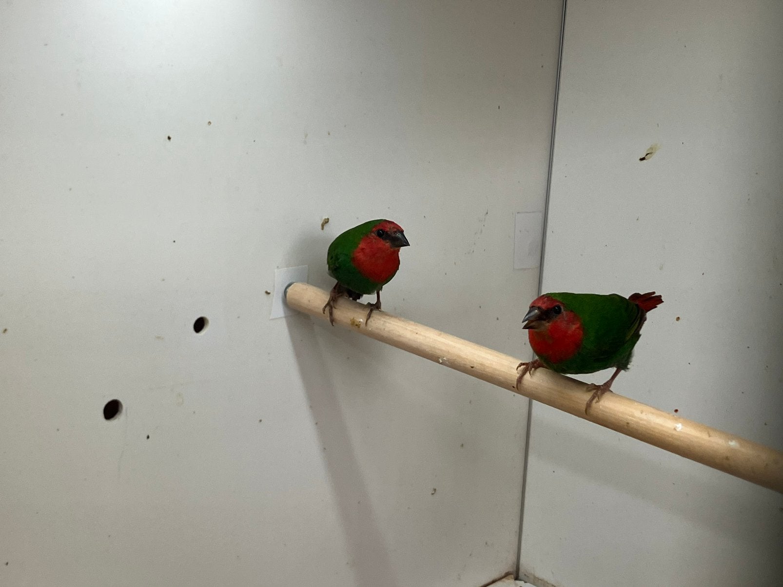 Te koop: roodkop papegaai amadines, Dieren en Toebehoren, Meerdere dieren