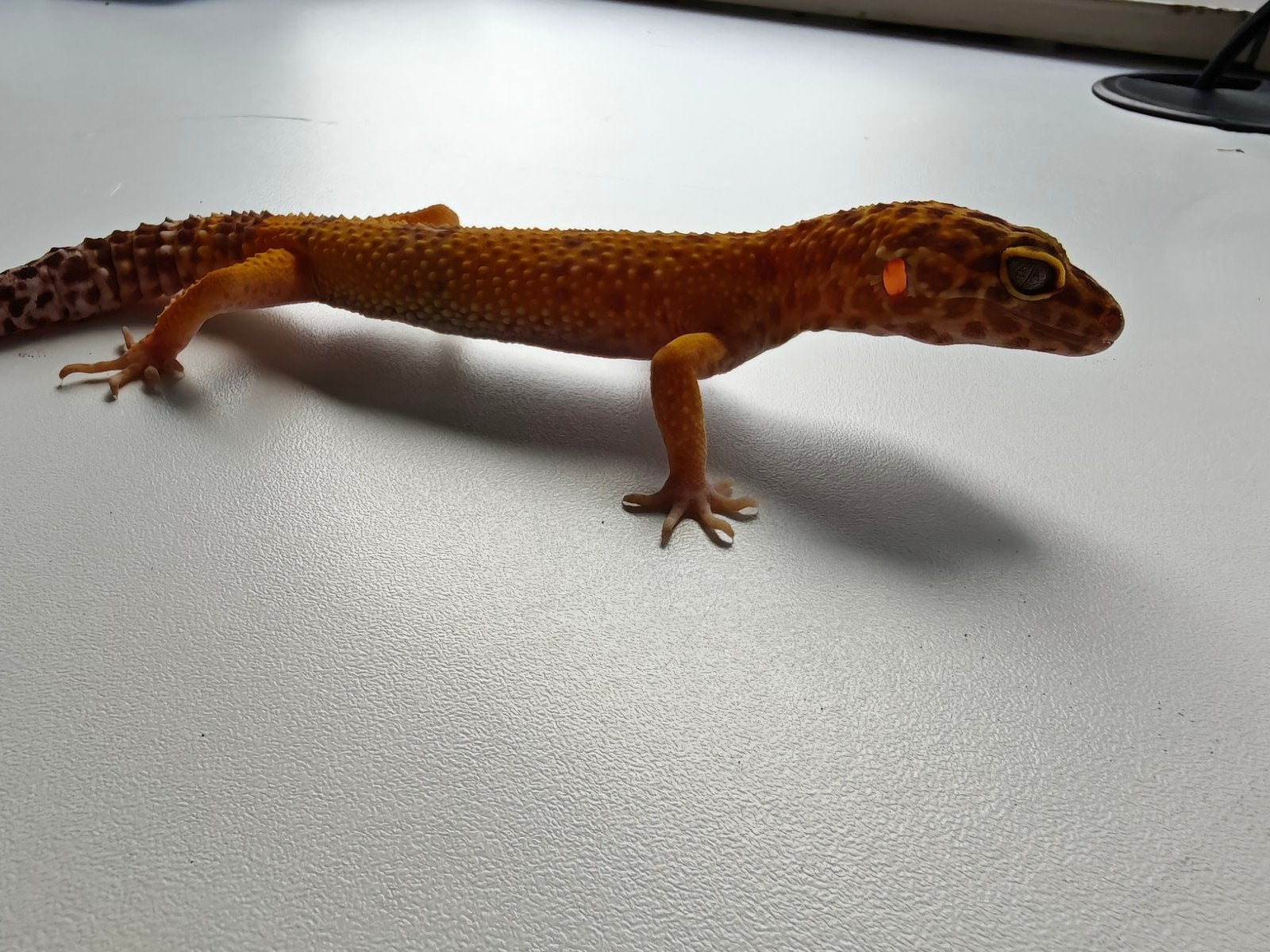 Mooie oranje Tangerine luipaardgekko te koo Leopard Gecko photo 2
