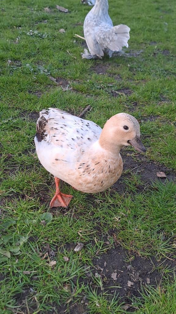 Broedeieren kwaker eend, Dieren en Toebehoren, Geslacht onbekend, Eend