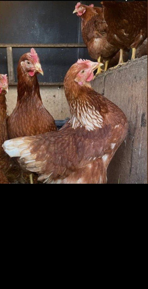 4 jonge leghennen, 17/18 weken oud, Dieren en Toebehoren, Vrouwelijk, Kip