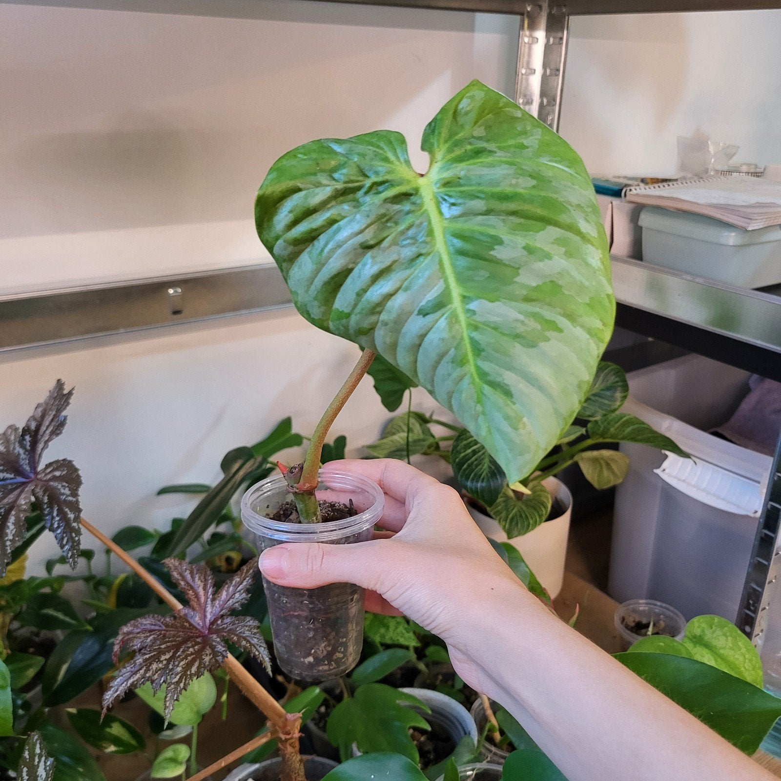 Philodendron sodiroi, Huis en Inrichting, Kamerplanten, Ophalen of Verzenden, Halfschaduw, Minder dan 100 cm