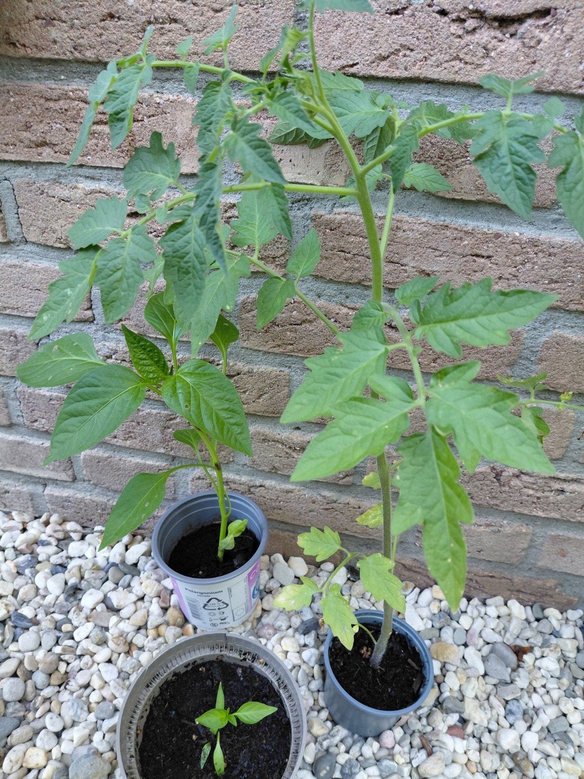 Setje , tomaat, peper en paprika plantje, Ophalen
