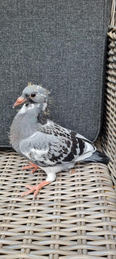 Jonge postduiven., Dieren en Toebehoren, Vogels | Duiven, Postduif, Meerdere dieren