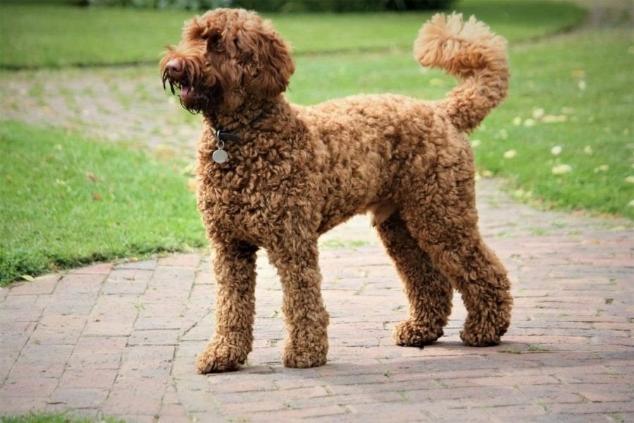 Nieuw thuis gezocht, voor lieve Labradoodle Reu 1,5 jaar, Dieren en Toebehoren, Honden | Chihuahua's en Gezelschapshonden, 1 tot 2 jaar