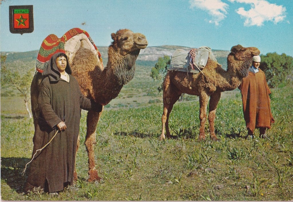 Marokko Tanger Kamelen, Verzenden, 1960 tot 1980, Ongelopen, Natuur