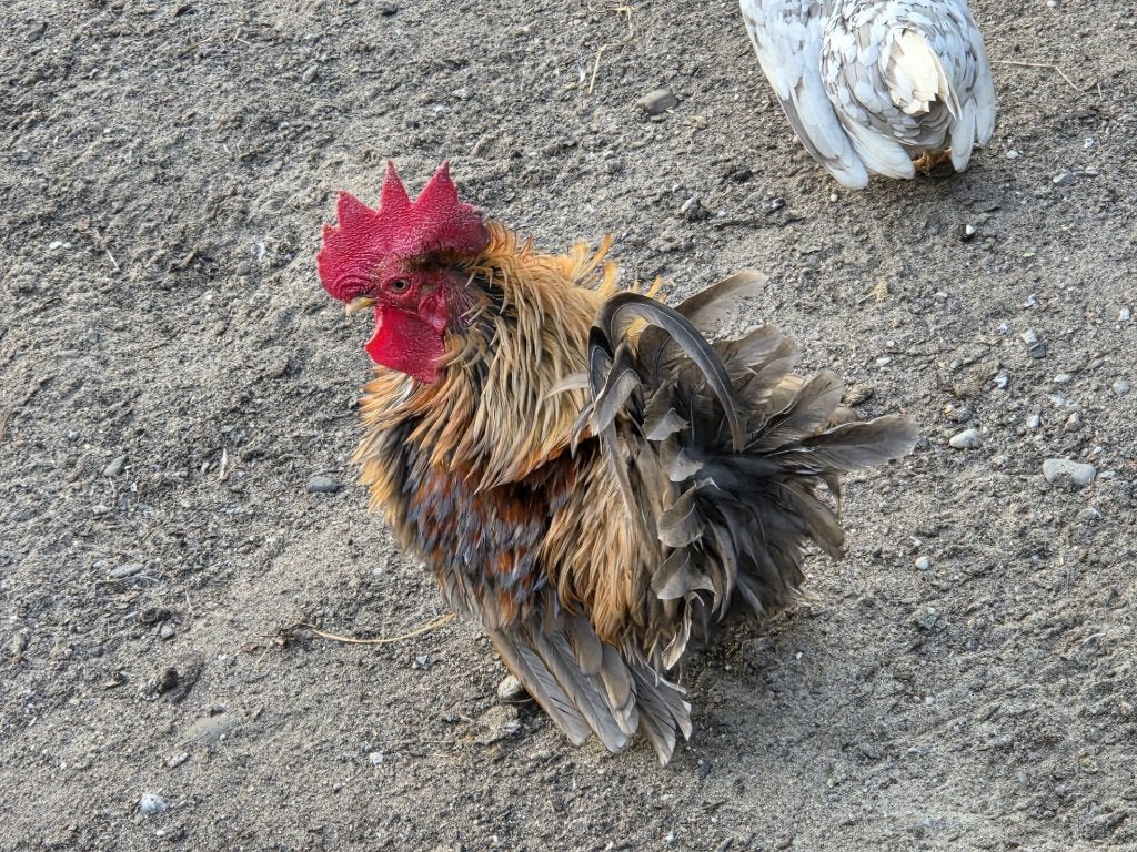 Chabo krielkip eieren, Dieren en Toebehoren, Pluimvee, Geslacht onbekend, Kip