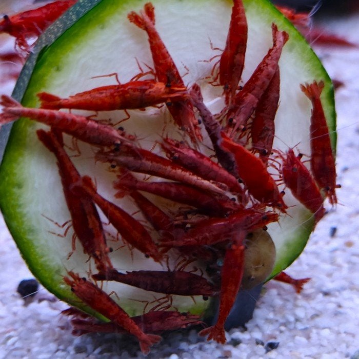 Neocaridina heteropoda, Vis