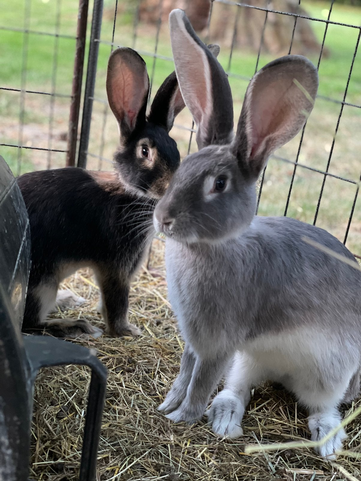 Prachtige duitse reus konijnen in mooie kleuren, Dieren en Toebehoren, Meerdere dieren, Groot