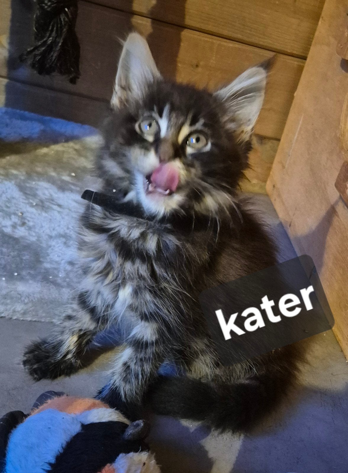 6 prachtige maine coon kittens met stamboom, Dieren en Toebehoren, Katten en Kittens | Raskatten | Langhaar, Meerdere dieren, Met stamboom