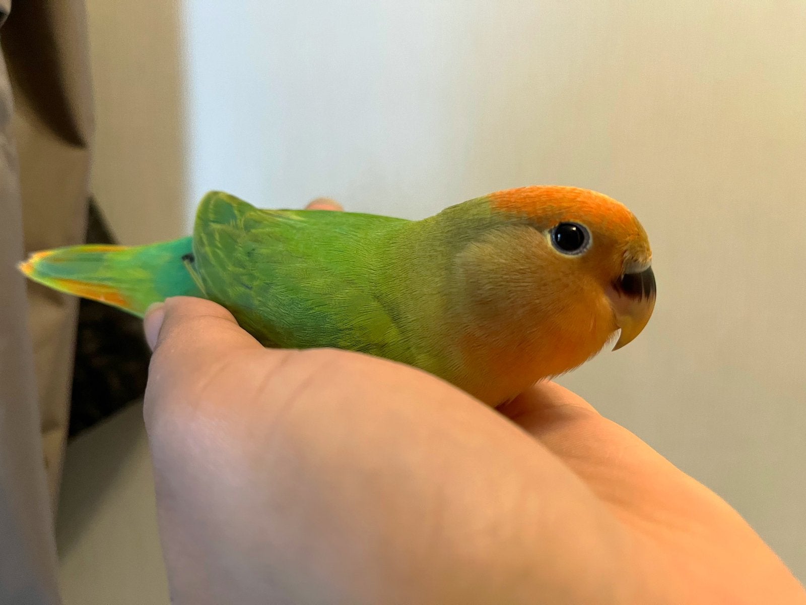 Tamme agapornis vogel dwergpapegaai handtam baby, Geslacht onbekend, Dwergpapegaai of Agapornis, Tam