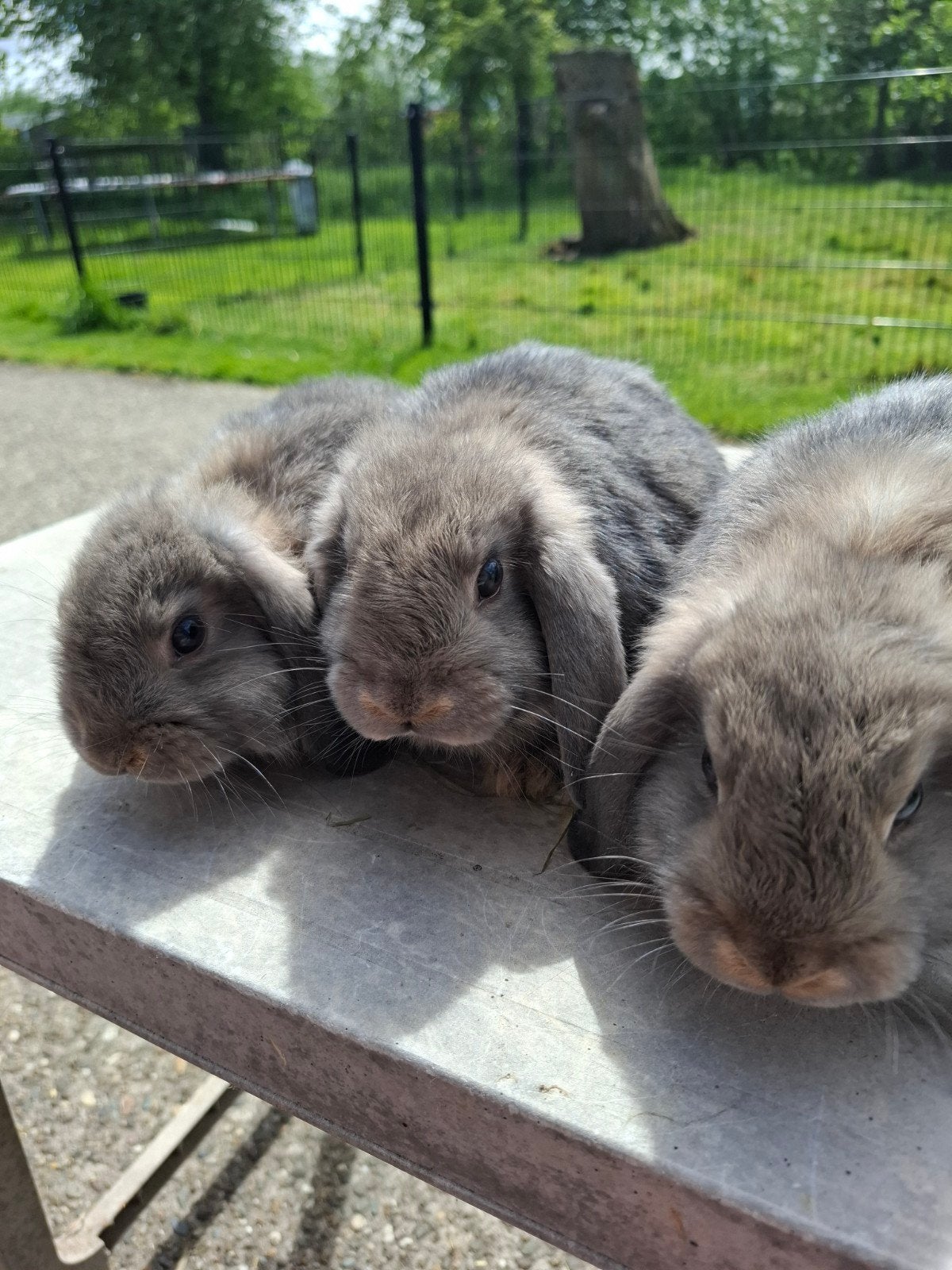 Nederlandse hangoordwerg nhd blauwgrijs, Dieren en Toebehoren, Konijnen, Dwerg, Mannelijk, 0 tot 2 jaar, Hangoor