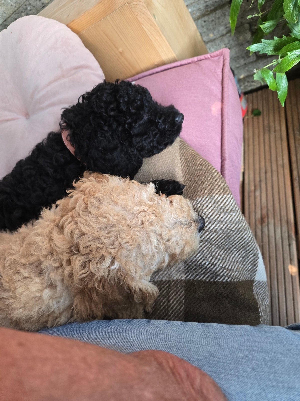 2 lieve Labradoodles midi, Dieren en Toebehoren, Honden | Niet-rashonden, Reu, Particulier, Meerdere, Nederland, 8 tot 15 weken