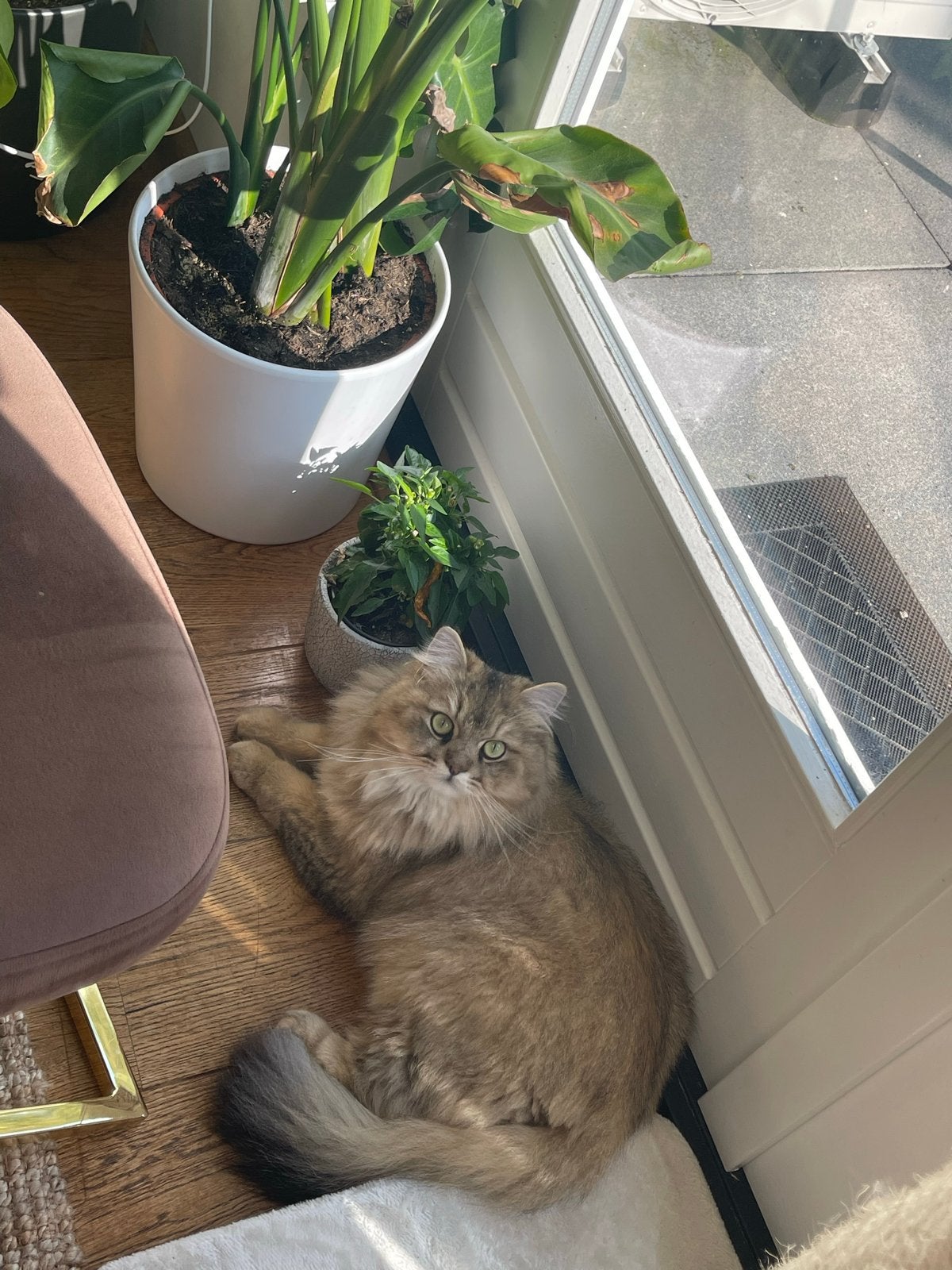 Britse Langhaar Kater Te Koop, Kater, Gechipt, 0 tot 2 jaar