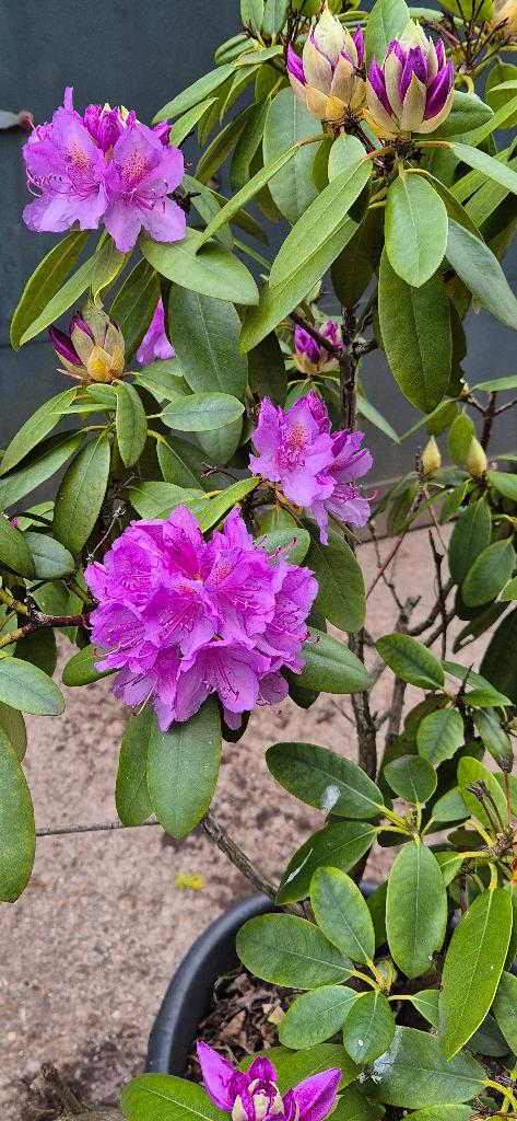 Rhododendron Boursault, Ophalen, Overige soorten, Halfschaduw