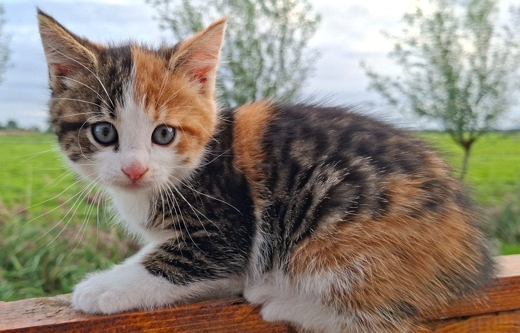 Lieve, aanhankelijke kittens!, Meerdere dieren, Kortharig, 0 tot 2 jaar