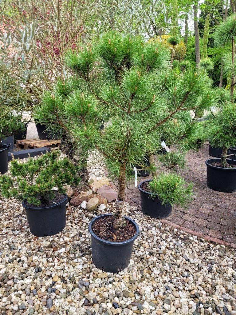 Pinus Pinea 'Silver Crest' op stam - Mediterrane Pijnboom, Tuin en Terras, Ophalen