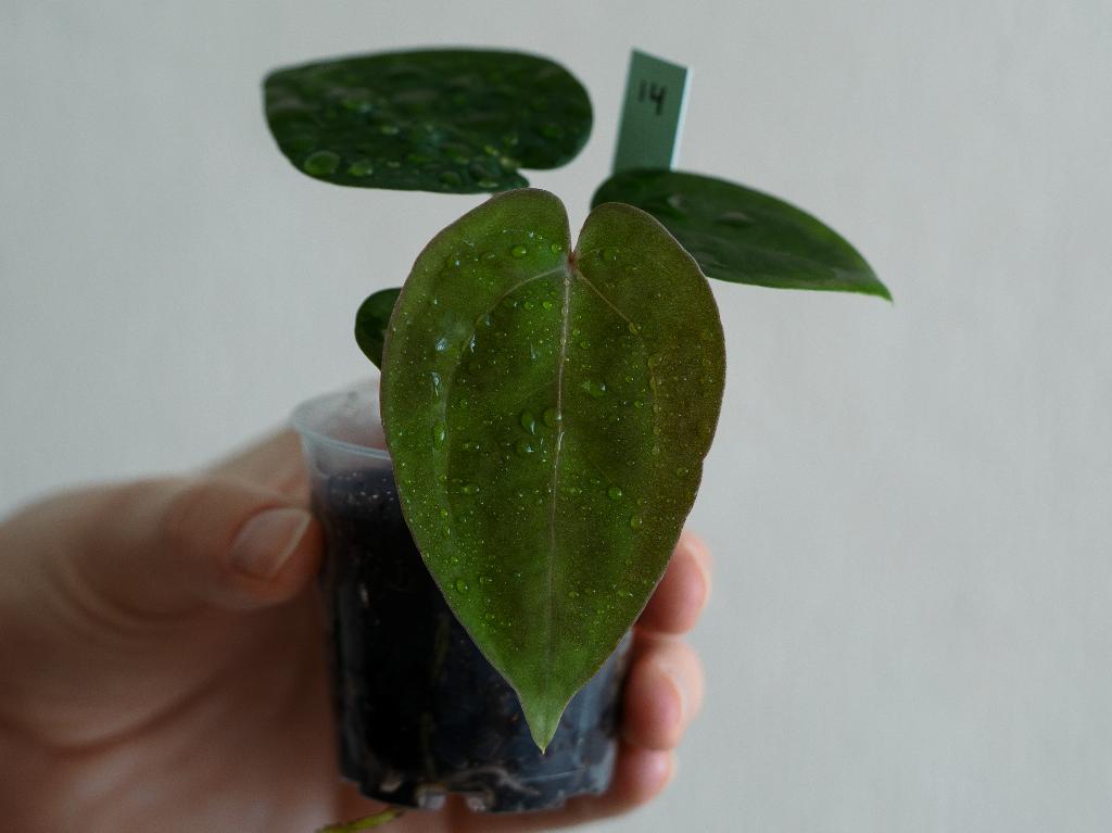 Anthurium Michelle x Papillilaminum zaailing #14, Overige soorten, Minder dan 100 cm, Groene kamerplant, Halfschaduw