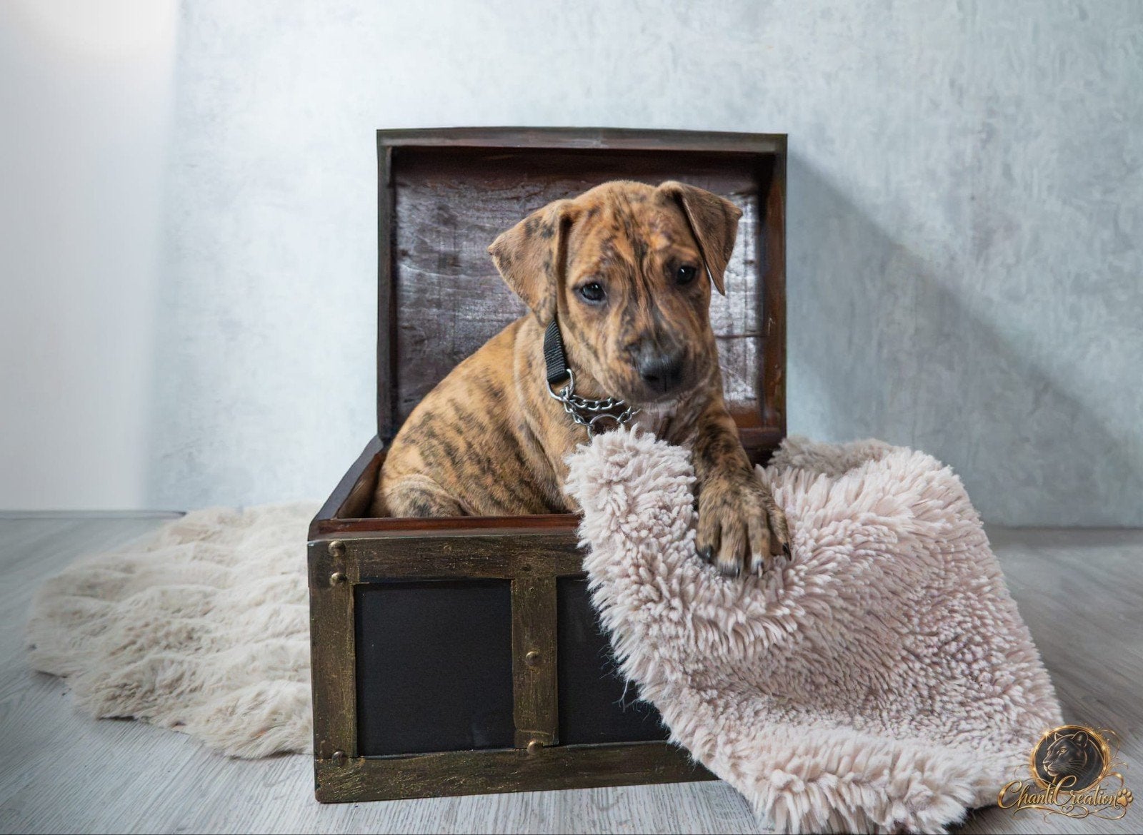 puppy, Dieren en Toebehoren, 8 tot 15 weken, Teef, Eén hond, Nederland