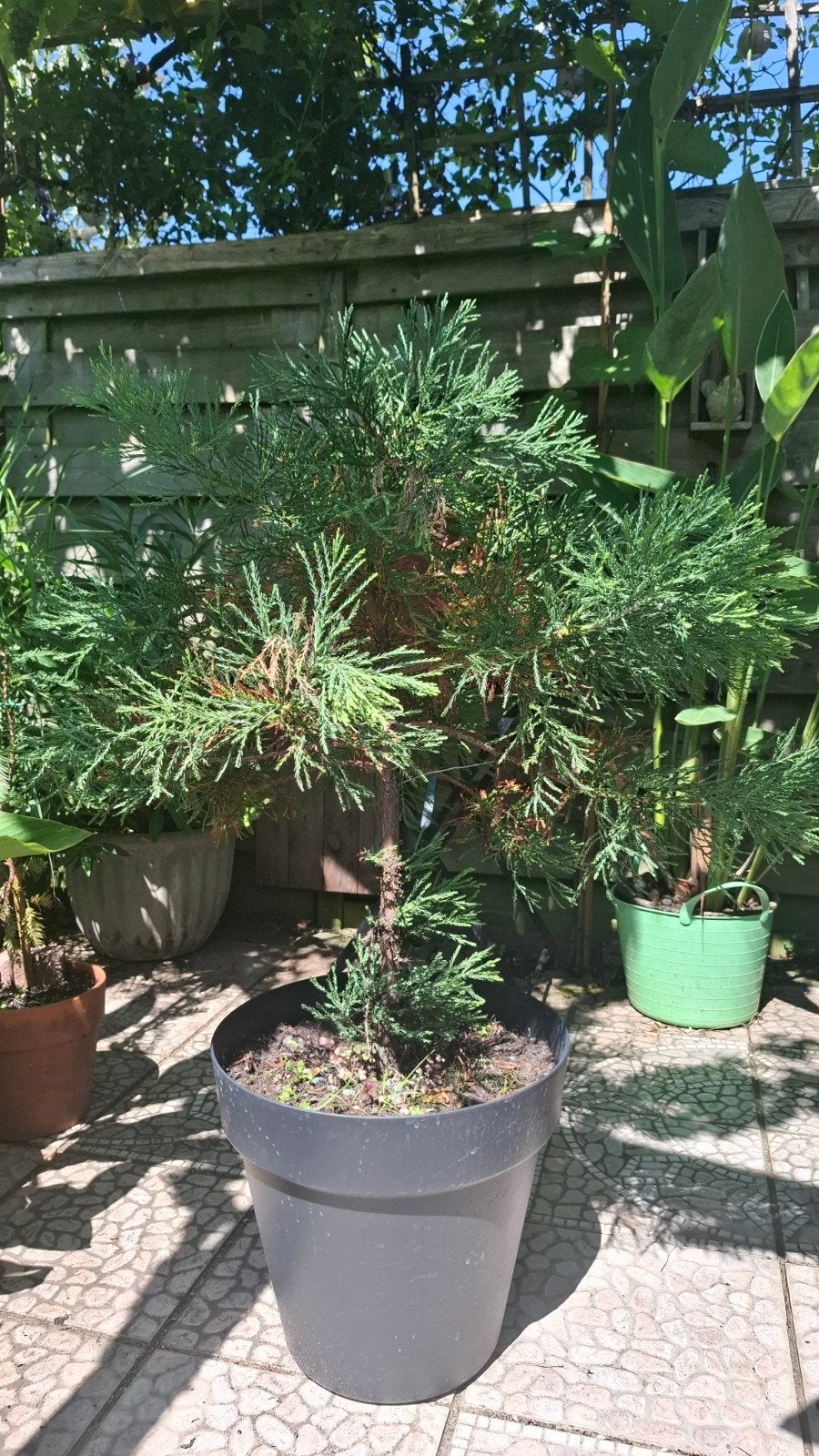 Sequoia Giganteum 1.25 m, Ophalen