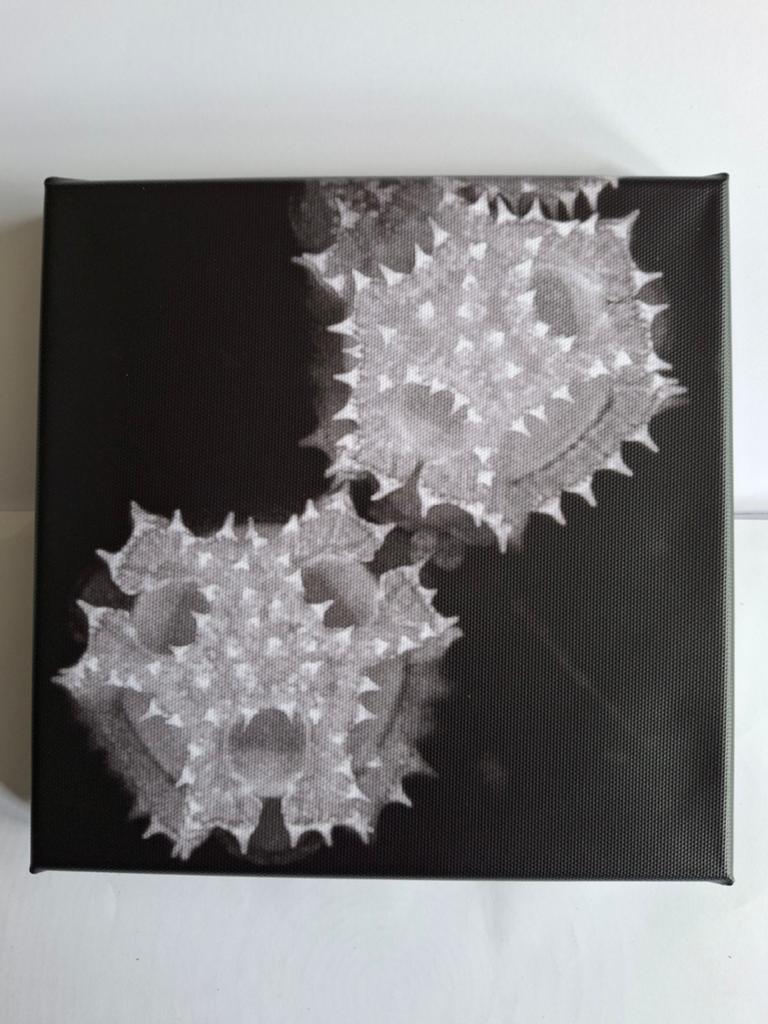 Microscopische opname, Ophalen of Verzenden
