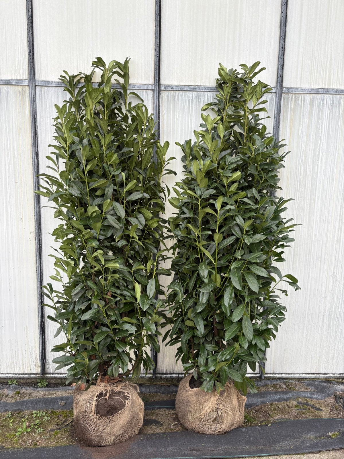Prunus laur genolia A kwaliteit in verschillende maten, Ophalen of Verzenden, Halfschaduw, Overige soorten, 100 tot 250 cm