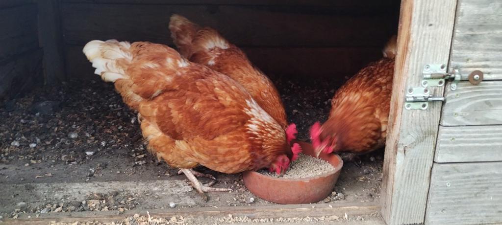 Legkippen bruine leghorn, Vrouwelijk, Kip